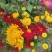 2510基地批发供应春节年宵花卉摆花菊花盆景