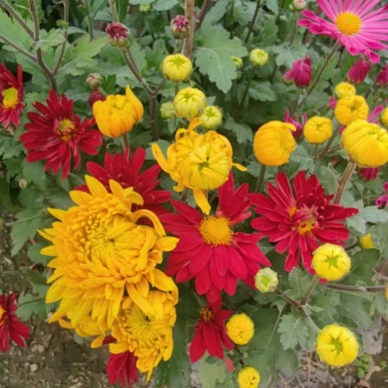 2510基地批发供应春节年宵花卉摆花菊花盆景