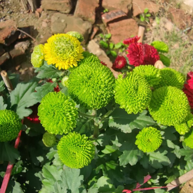 2510基地批发供应春节年宵花卉摆花菊花盆景