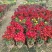 2510基地批发供应春节年宵花卉摆花菊花盆景