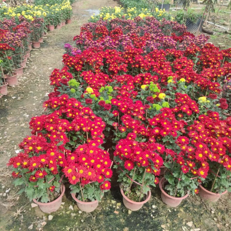 2510基地批发供应春节年宵花卉摆花菊花盆景