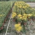 2510基地批发供应春节年宵花卉摆花菊花盆景