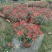 2510基地批发供应春节年宵花卉摆花菊花盆景