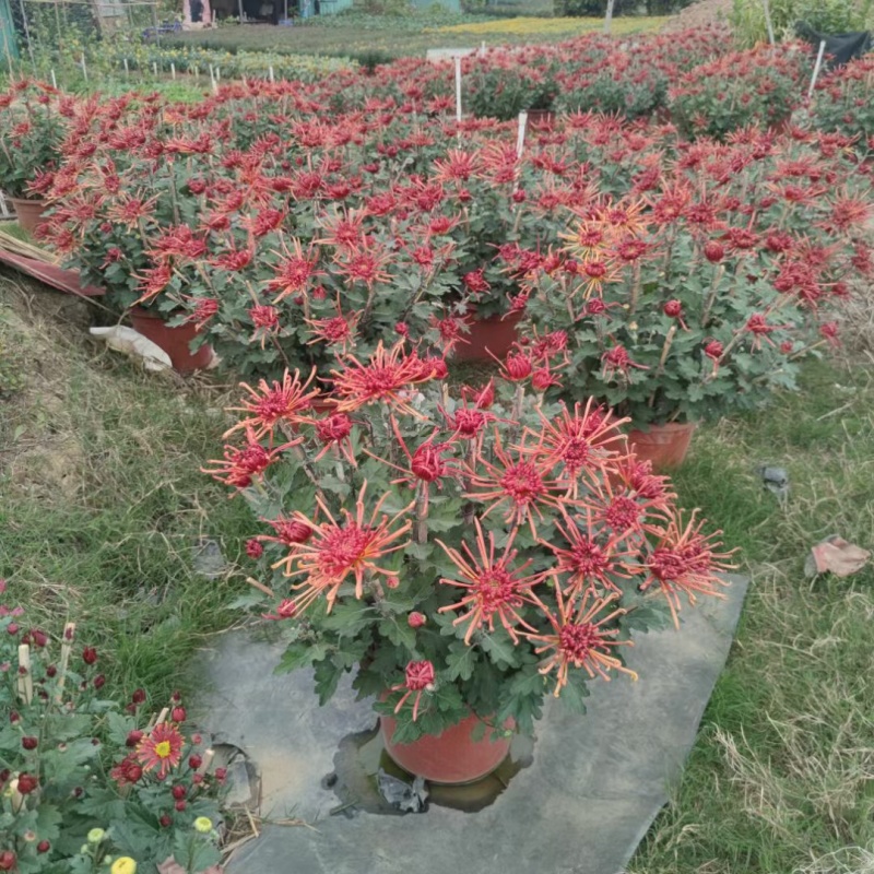 2510基地批发供应春节年宵花卉摆花菊花盆景