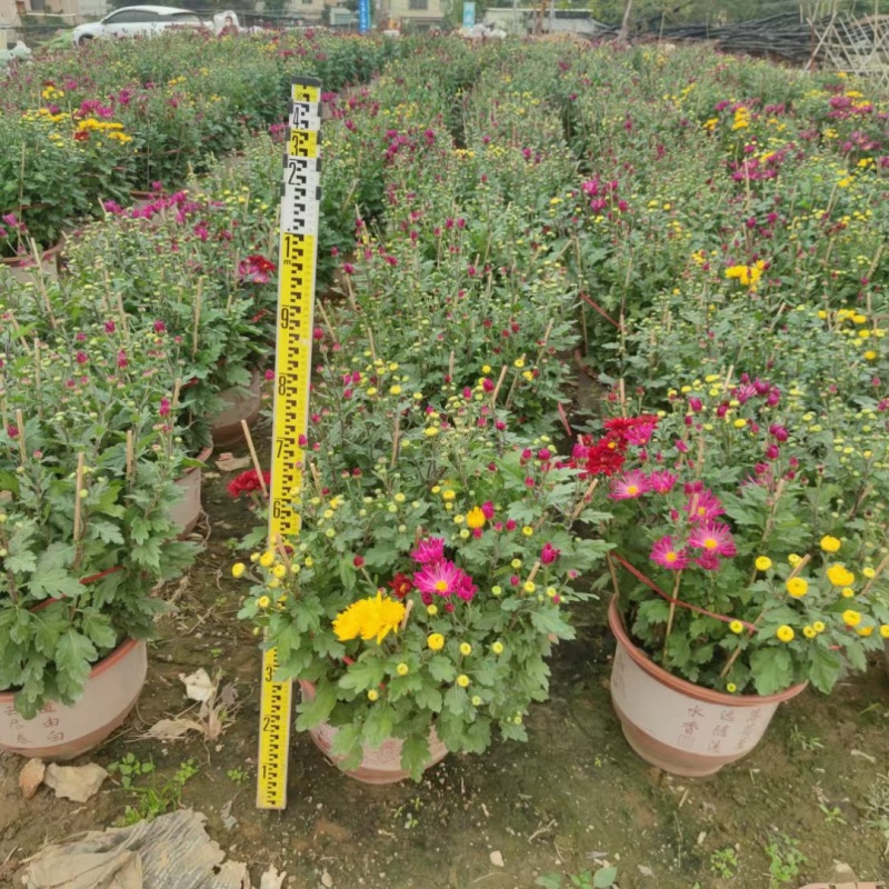 2510基地批发供应春节年宵花卉摆花菊花盆景