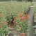 2510基地批发供应春节年宵花卉摆花菊花盆景