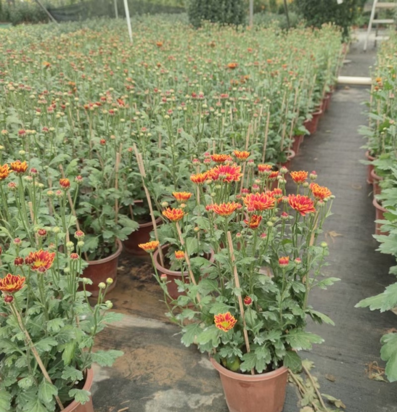 2510基地批发供应春节年宵花卉摆花菊花盆景