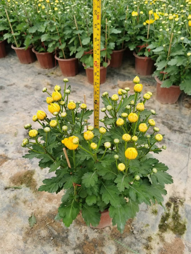 2510基地批发供应春节年宵花卉摆花菊花盆景
