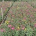 2510基地批发供应春节年宵花卉摆花菊花盆景