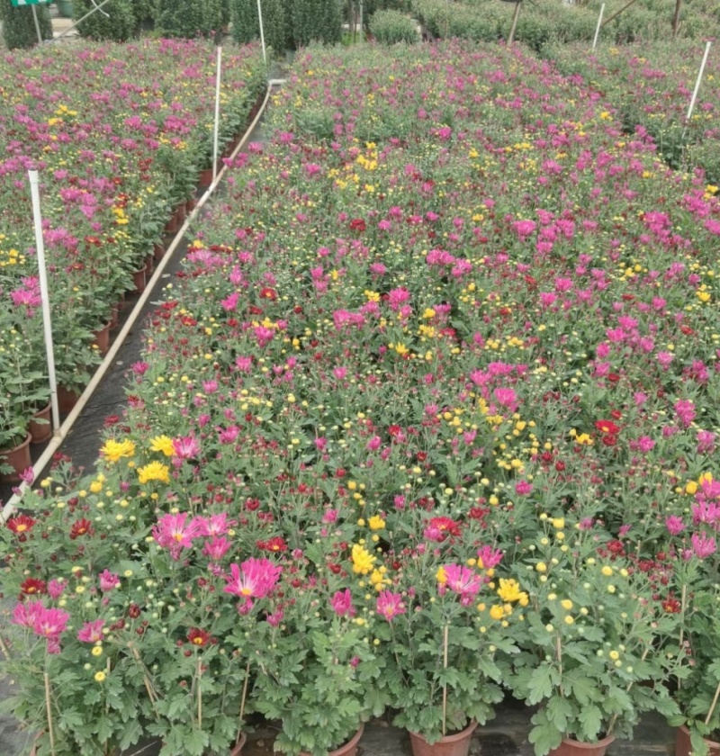 2510基地批发供应春节年宵花卉摆花菊花盆景