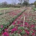 2510基地批发供应春节年宵花卉摆花菊花盆景