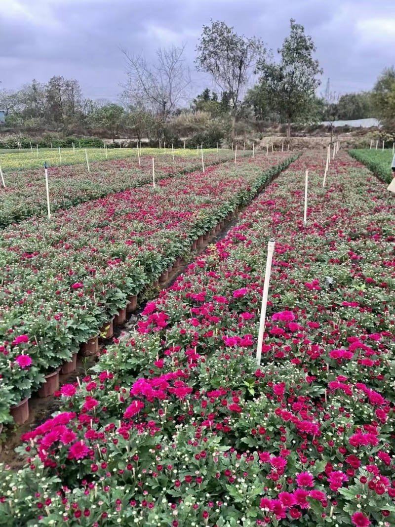 2510基地批发供应春节年宵花卉摆花菊花盆景