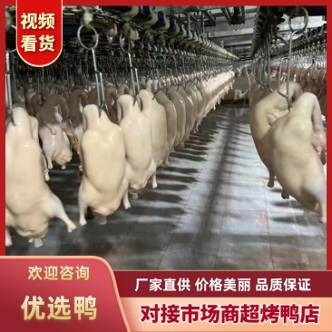 白条鸭产地直供品质保障服务周到可视频看货