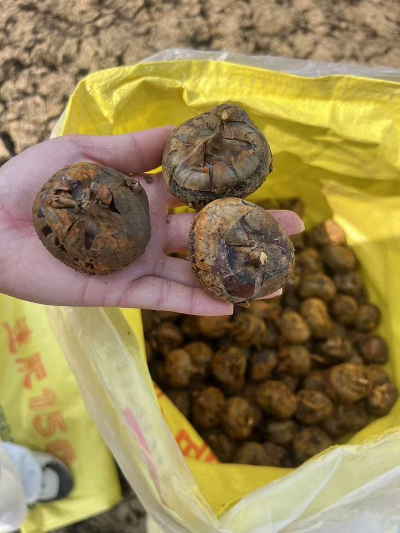广西桂林荔浦马蹄新鲜农家现挖欢迎抢购