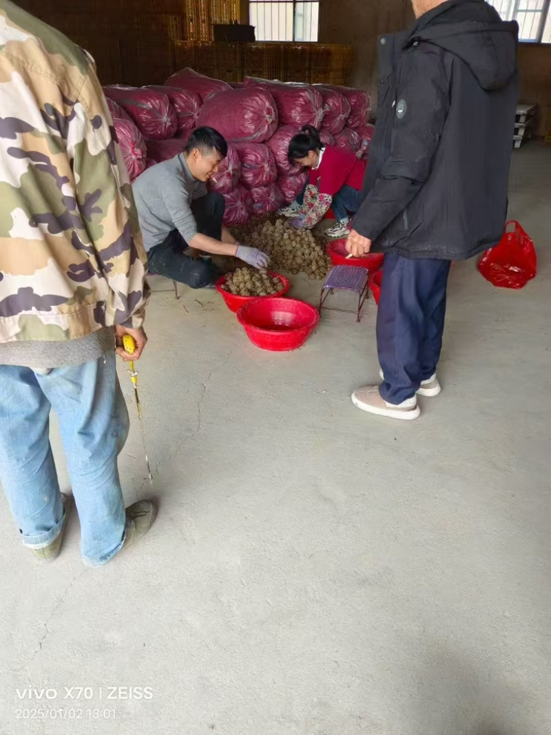 广西桂林荔浦马蹄新鲜农家现挖欢迎抢购