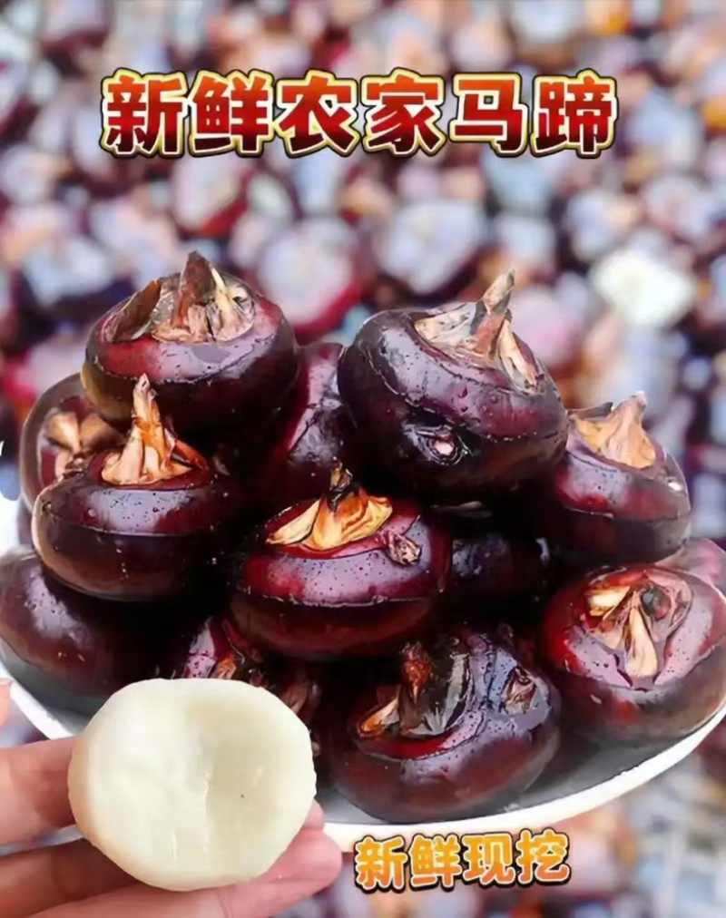 广西桂林荔浦马蹄新鲜农家现挖欢迎抢购