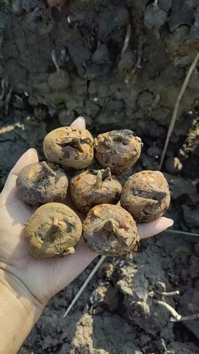 广西桂林荔浦马蹄新鲜农家现挖欢迎抢购