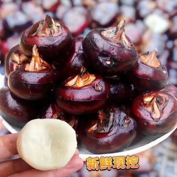 广西桂林荔浦马蹄新鲜农家现挖欢迎抢购