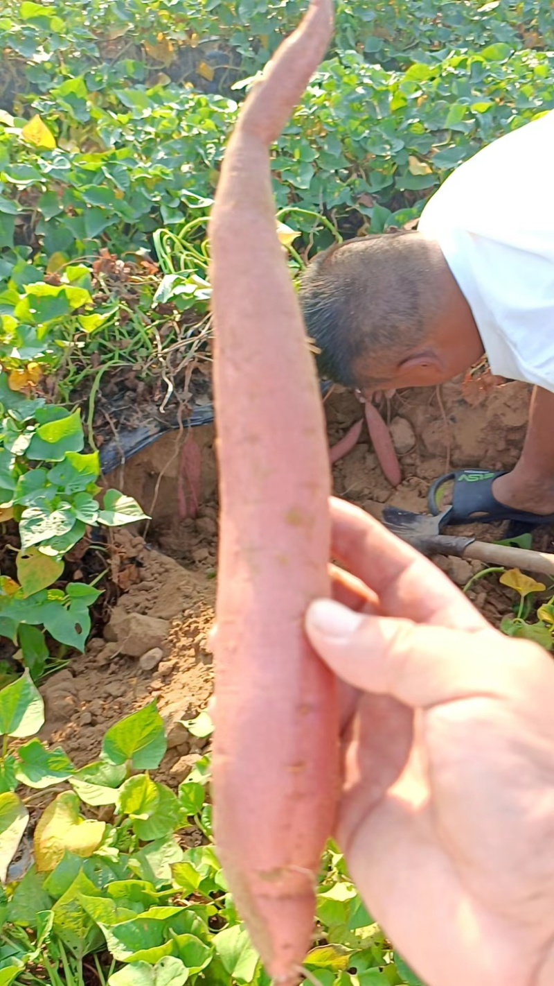 【牛商推荐】大荔板栗红薯产区一手货源保质保量欢迎选购
