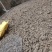 猪苓