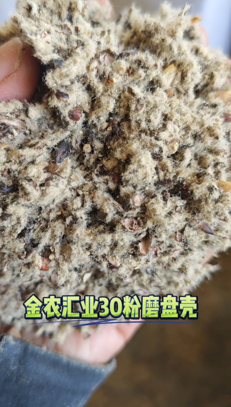 新疆优质磨盘壳（高含粉）