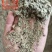 新疆优质磨盘壳（高含粉）