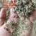 新疆优质磨盘壳（高含粉）
