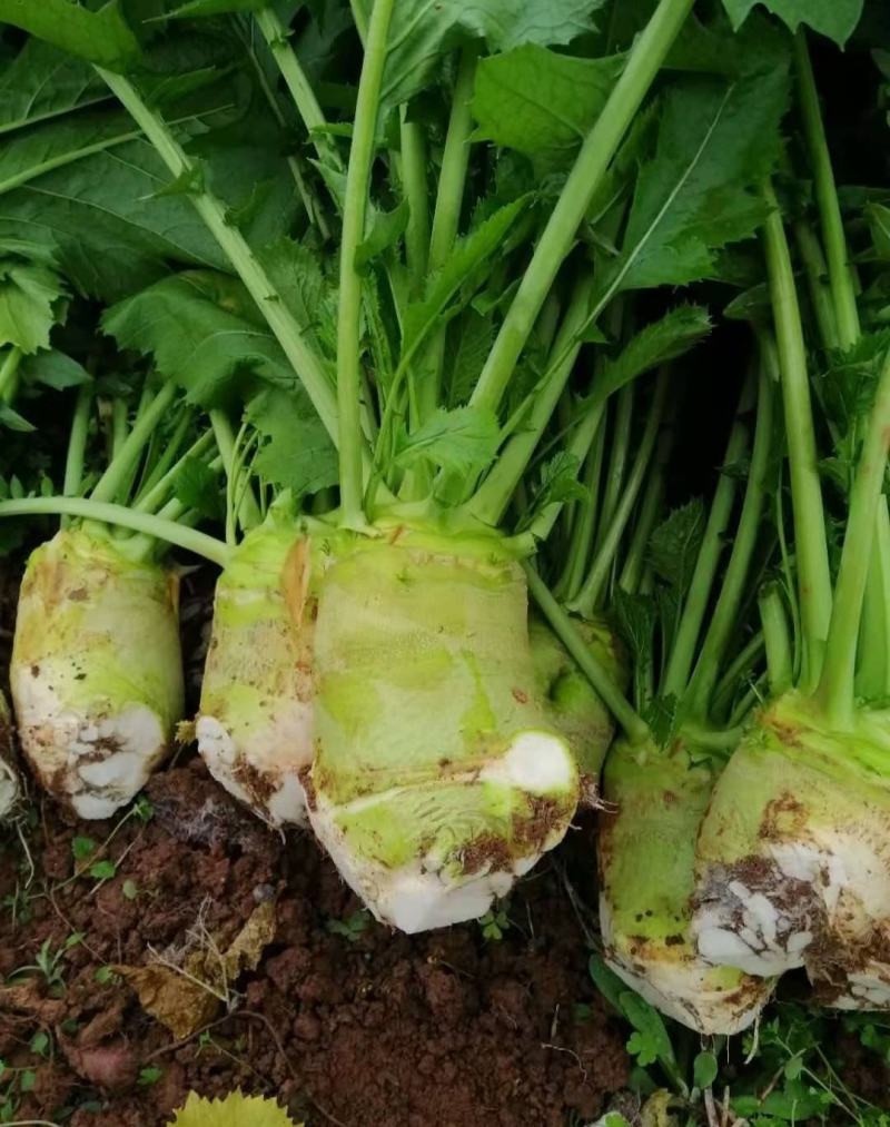 四川大头菜合包菜