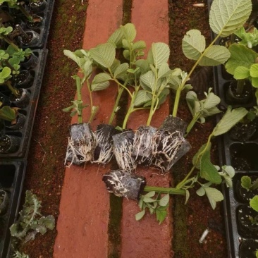 【推荐】云南优质黄泡苗黑泡苗专业种植产地直发可视频看