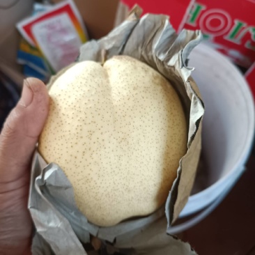 山农酥梨