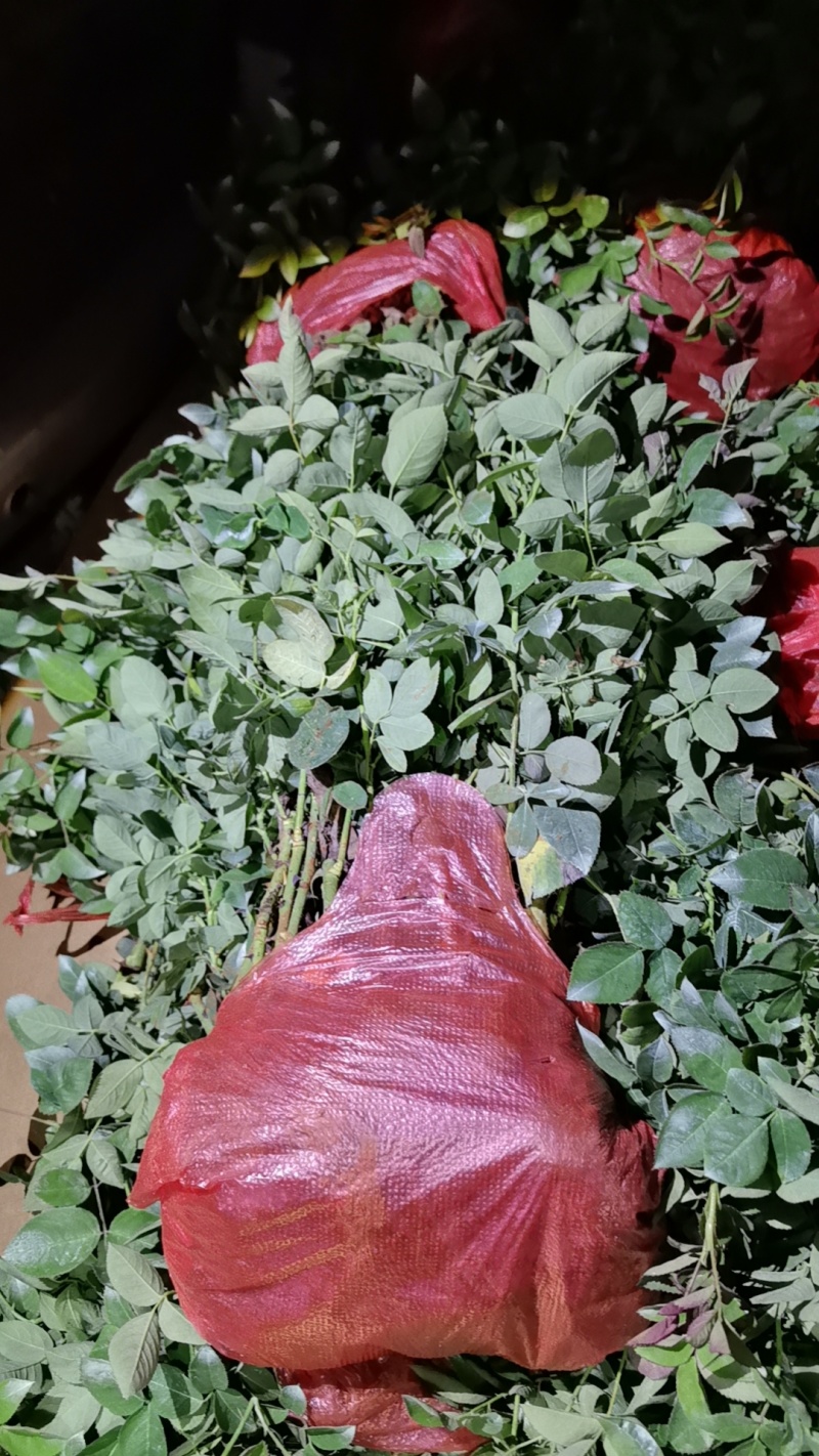 食用玫瑰花苗一首货源大量上市各种规格都有