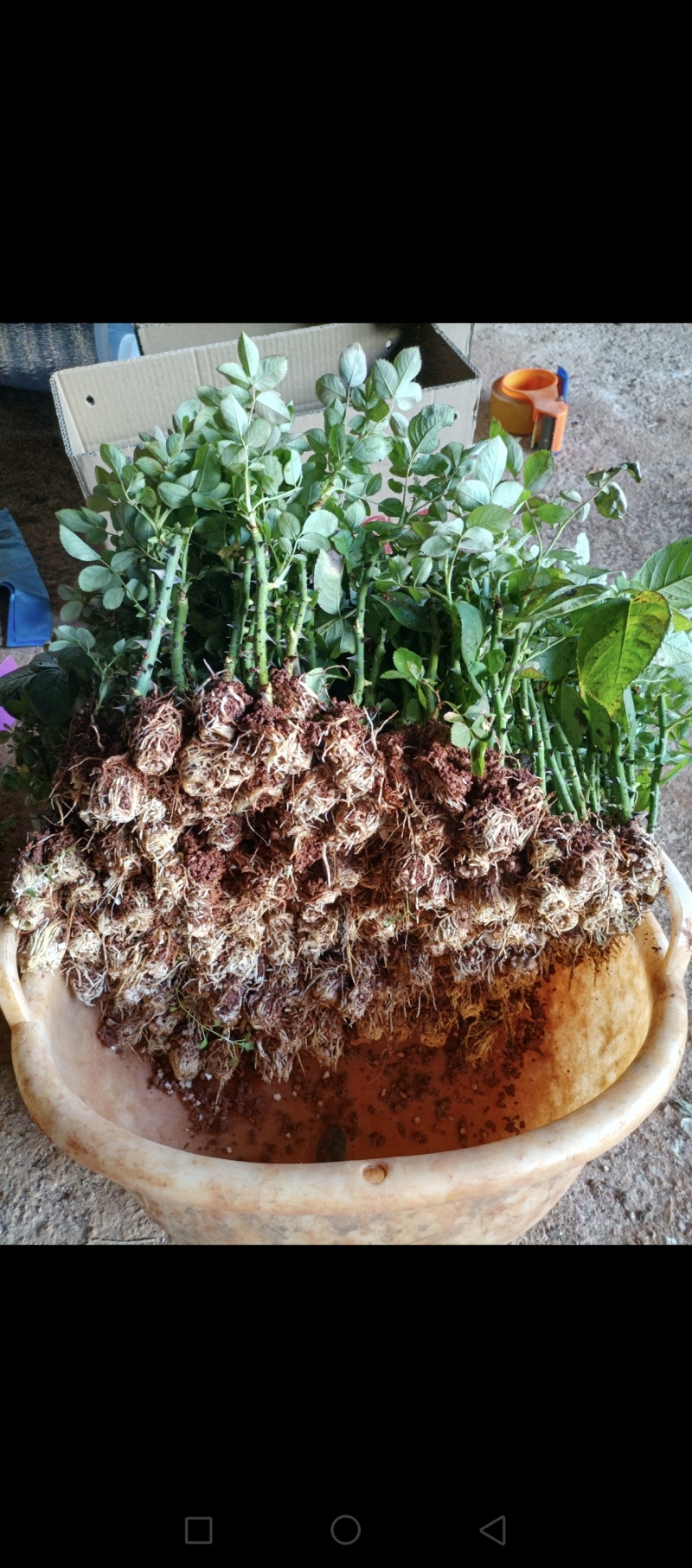 食用玫瑰花苗一首货源大量上市各种规格都有