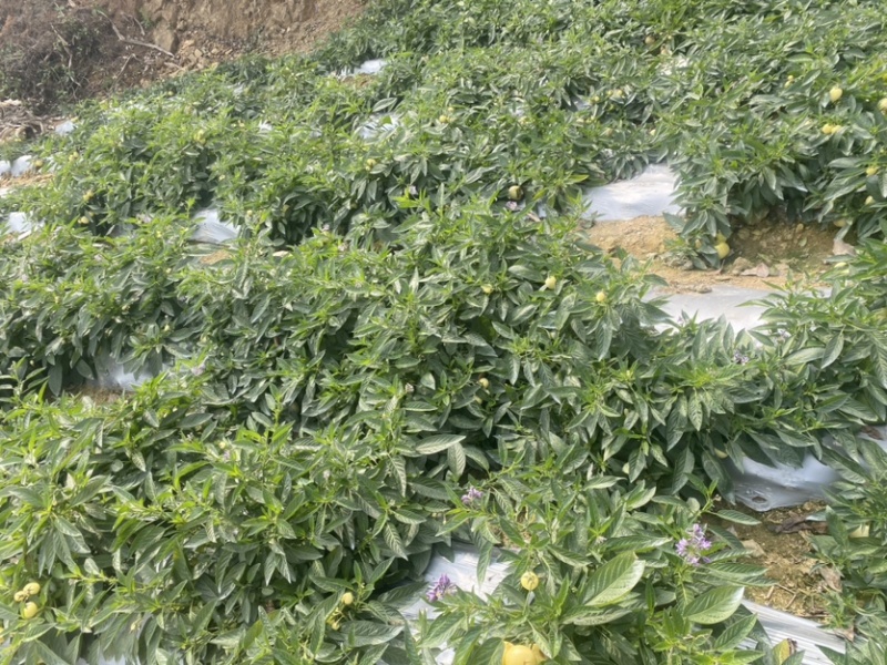 云南人参果，支持代发批发，年货必备