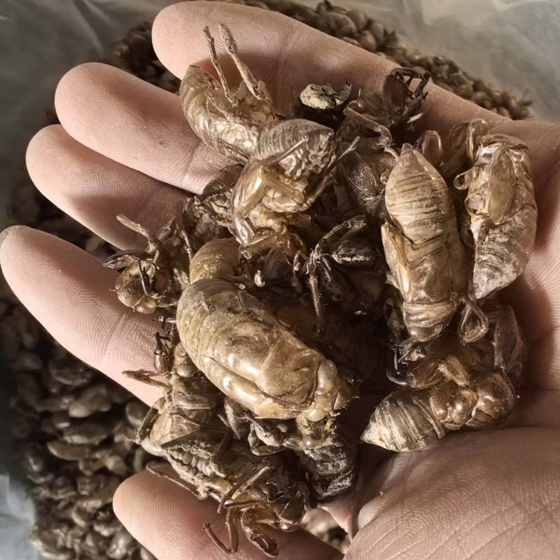 蝉蜕原产地供应保质保量全国发货让您的选择物超所值