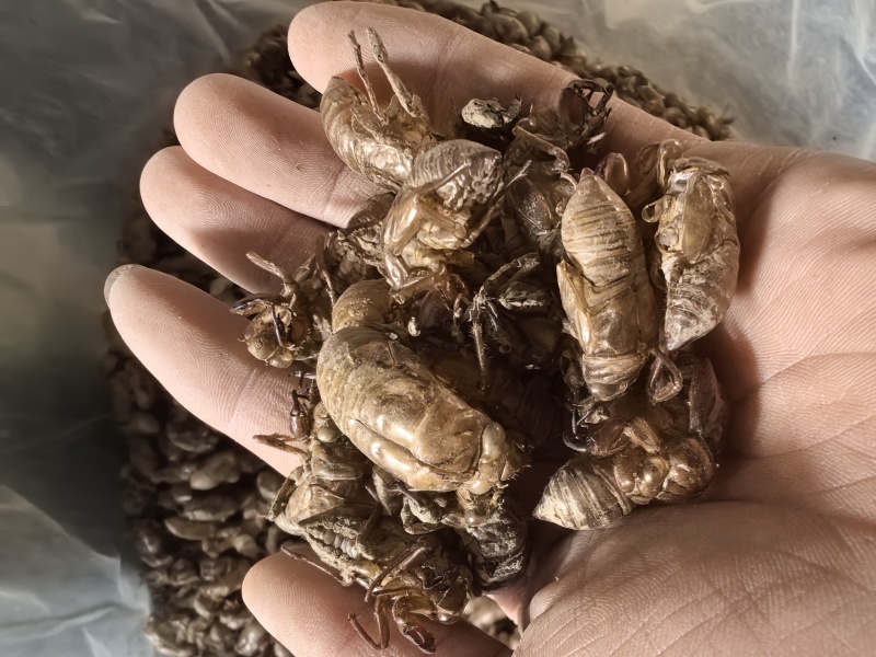 蝉蜕原产地供应保质保量全国发货让您的选择物超所值