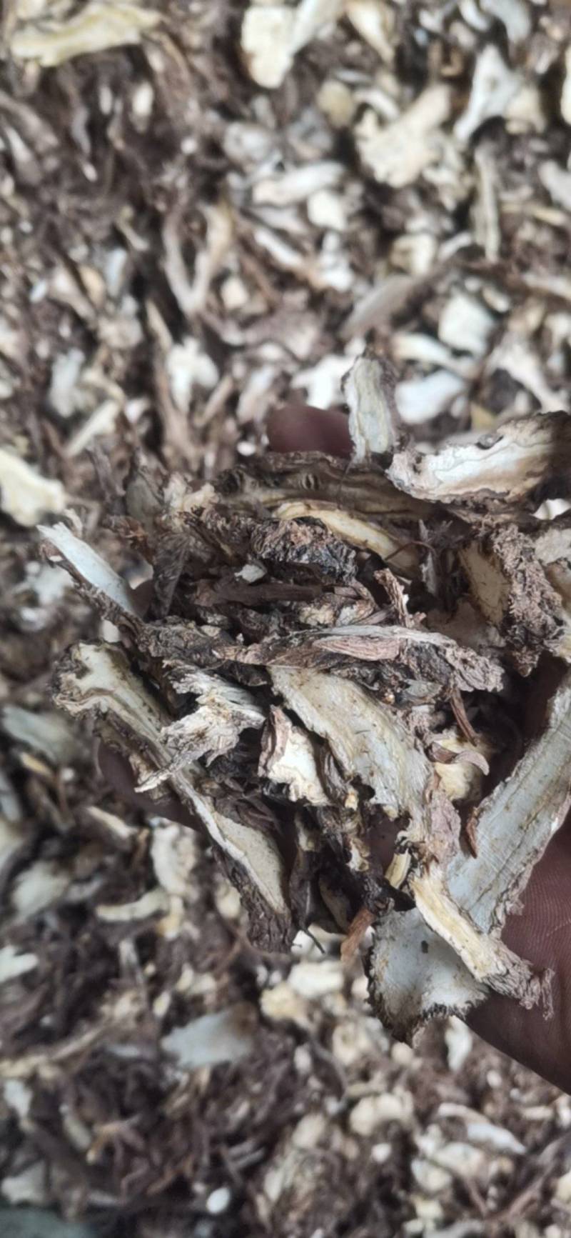 当归片，四川当归片，还有少量个子，全都水洗无硫