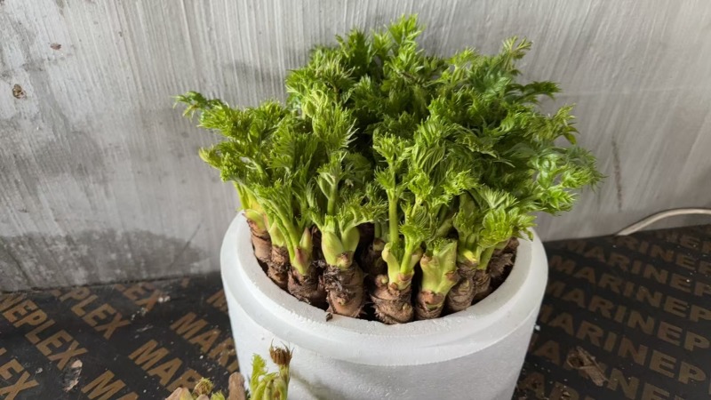 东北新鲜盆景刺嫩芽种植，常年供货。量大价格从优。
