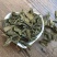 银杏叶银杏叶茶脱毒炒制特级银杏茶人工筛选天然头茬