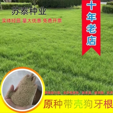 狗牙根草籽原种带壳矮生民宿露营公园绿化耐践踏草坪种子