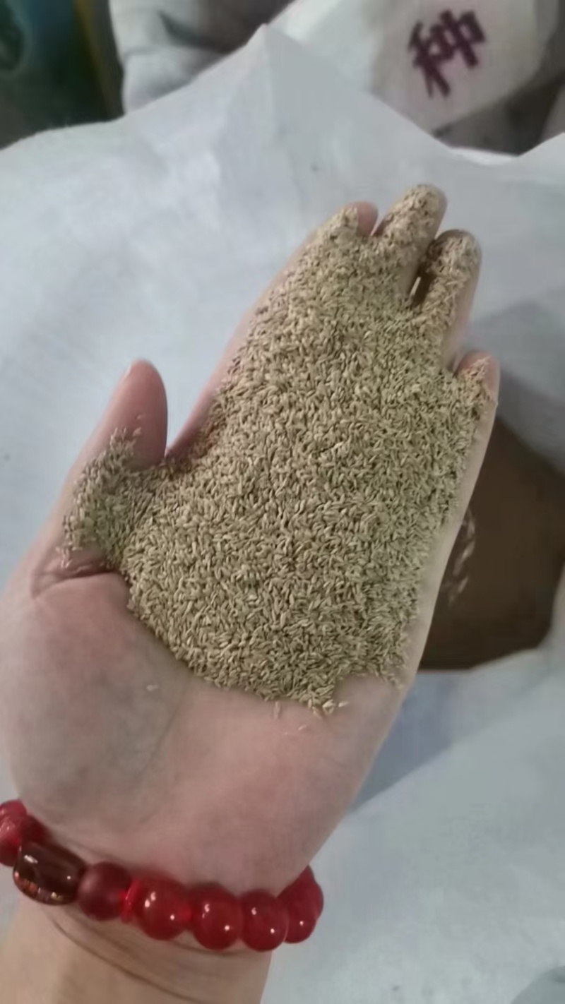 狗牙根草籽原种带壳矮生民宿露营公园绿化耐践踏草坪种子