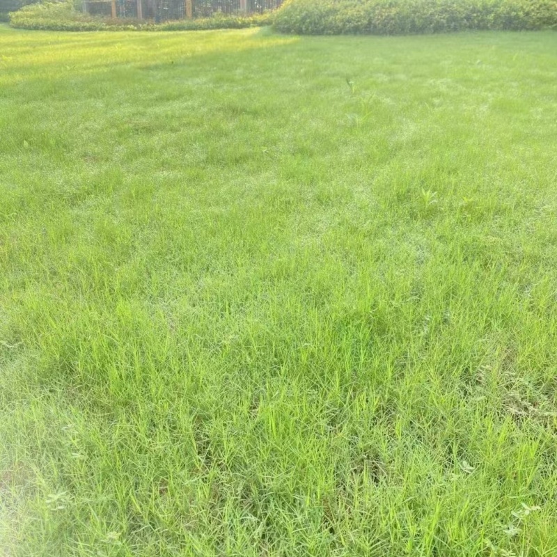 狗牙根草籽原种带壳矮生民宿露营公园绿化耐践踏草坪种子