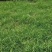 狗牙根草籽原种带壳矮生民宿露营公园绿化耐践踏草坪种子