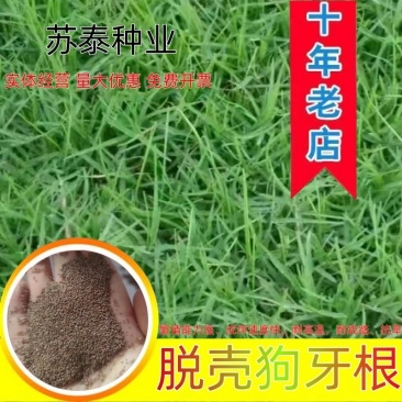 进口狗牙根草籽脱壳净籽矮化耐旱草坪草籽机场绿化草皮种子
