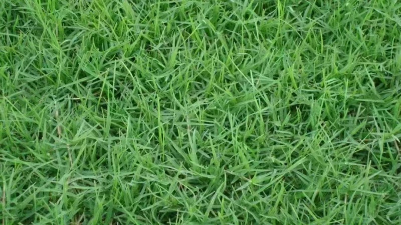 进口狗牙根草籽脱壳净籽矮化耐旱草坪草籽机场绿化草皮种子