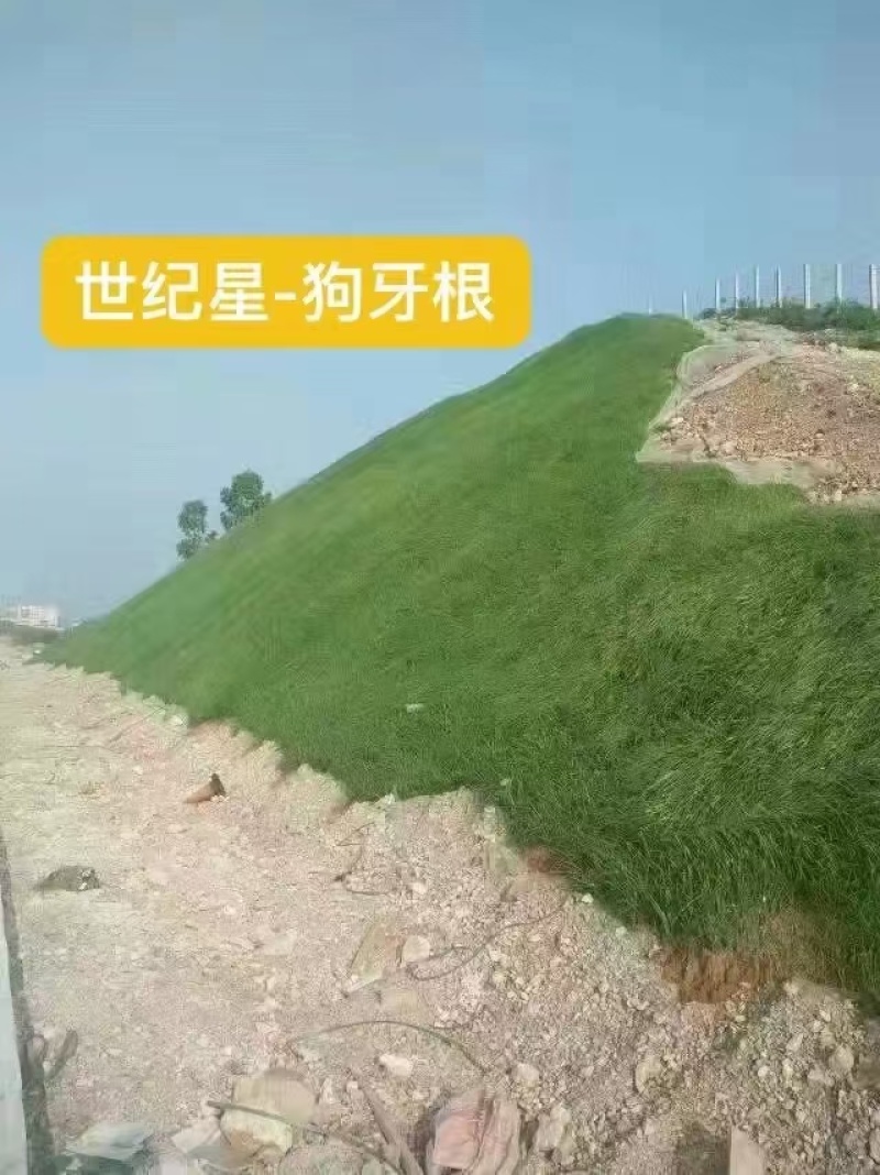 进口狗牙根草籽脱壳净籽矮化耐旱草坪草籽机场绿化草皮种子
