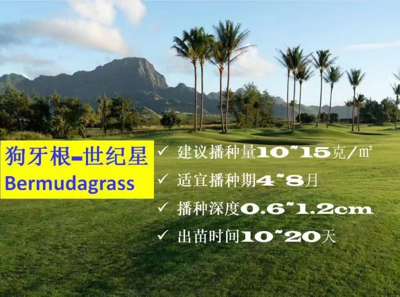 进口狗牙根草籽脱壳净籽矮化耐旱草坪草籽机场绿化草皮种子