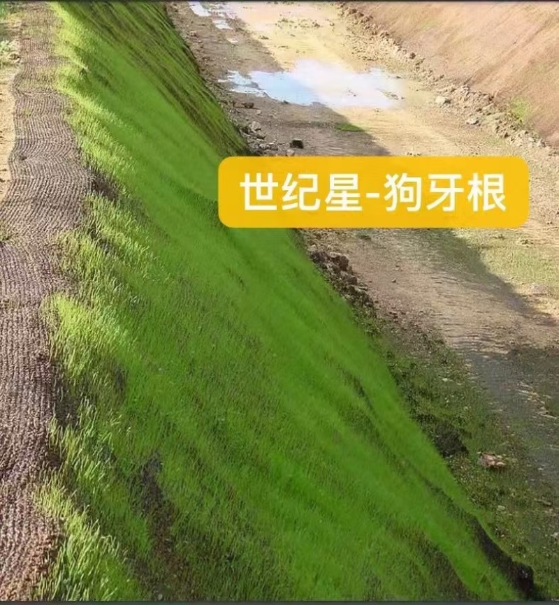 进口狗牙根草籽脱壳净籽矮化耐旱草坪草籽机场绿化草皮种子