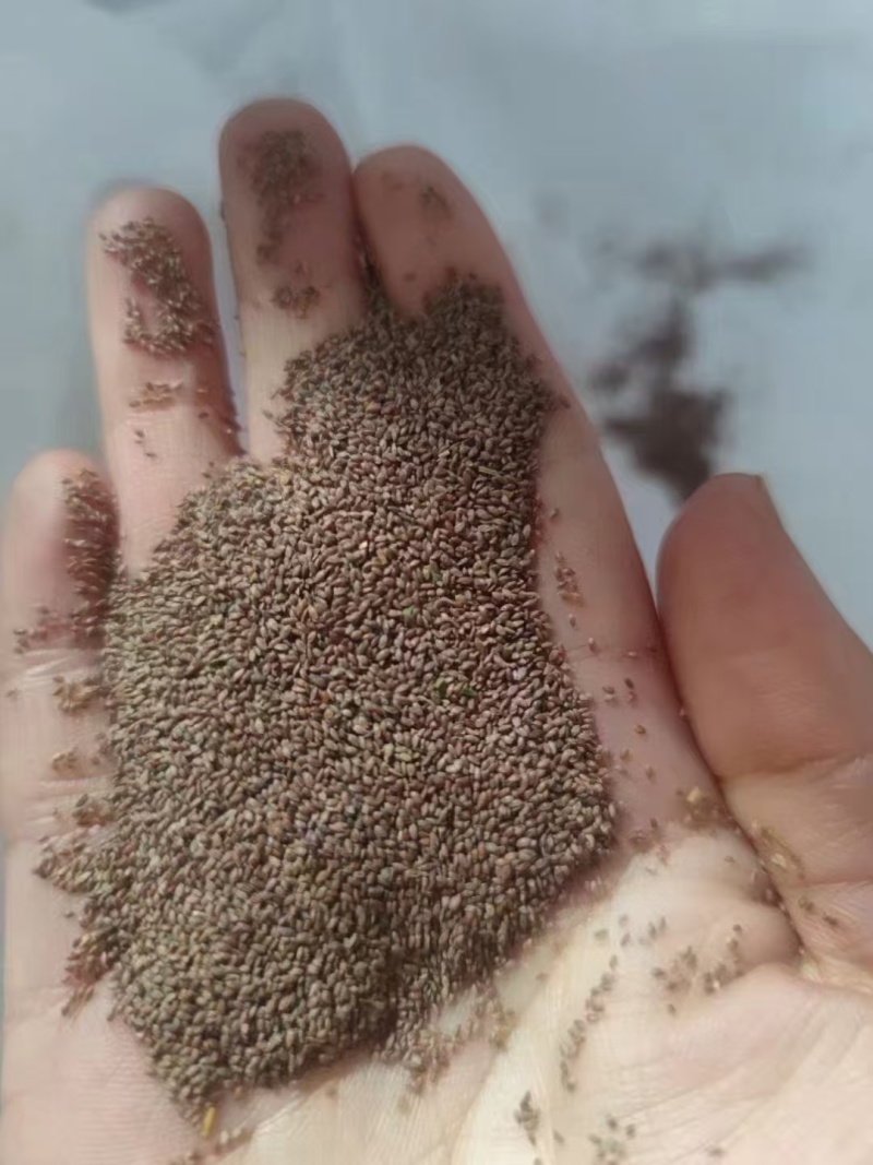 进口狗牙根草籽脱壳净籽矮化耐旱草坪草籽机场绿化草皮种子