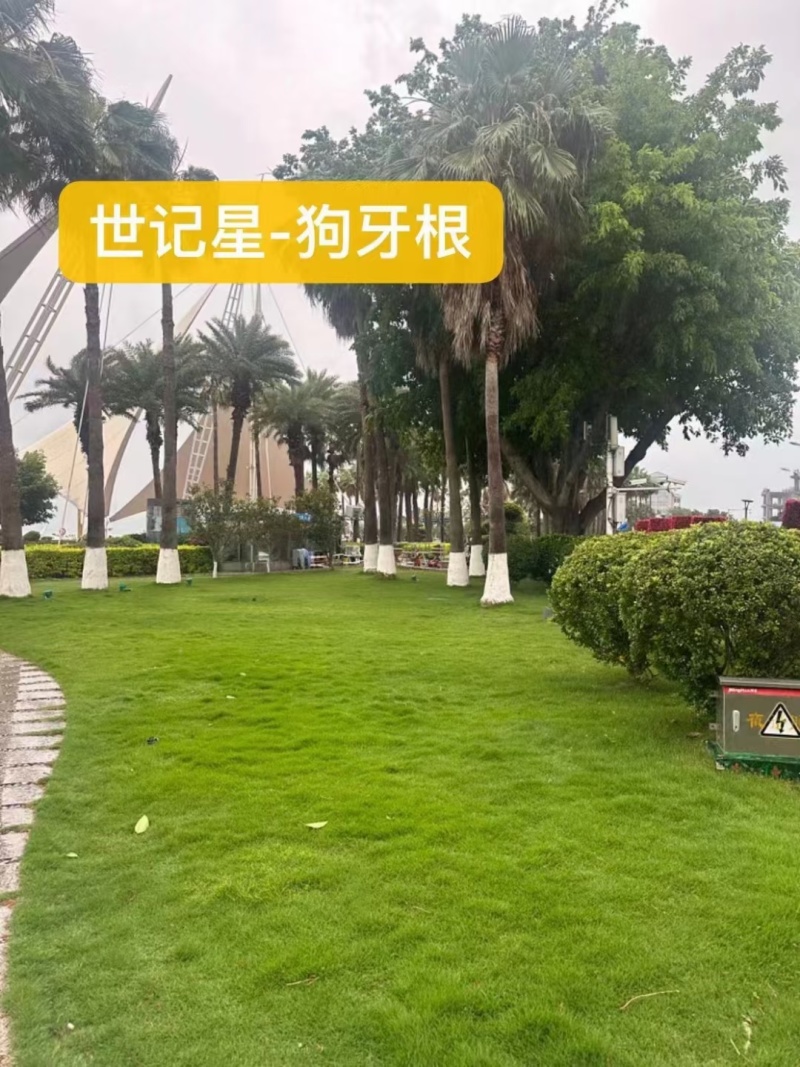 进口狗牙根草籽脱壳净籽矮化耐旱草坪草籽机场绿化草皮种子