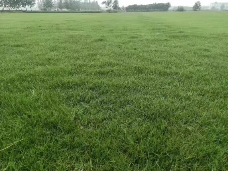 进口狗牙根草籽脱壳净籽矮化耐旱草坪草籽机场绿化草皮种子